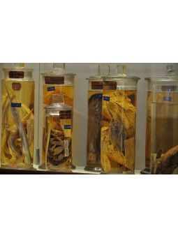 SPECIMENS